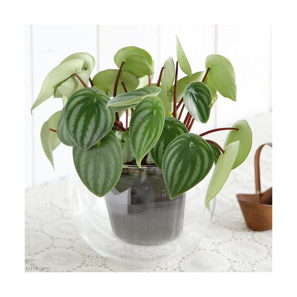 （観葉植物）ペペロミア　サンデルシー（スイカペペ）　３〜３．５号（１ポット）