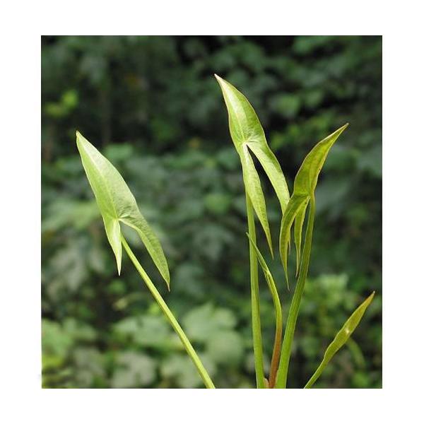（ビオトープ）水生植物　クワイ（１ポット）　抽水植物　家庭菜園（休眠状態）