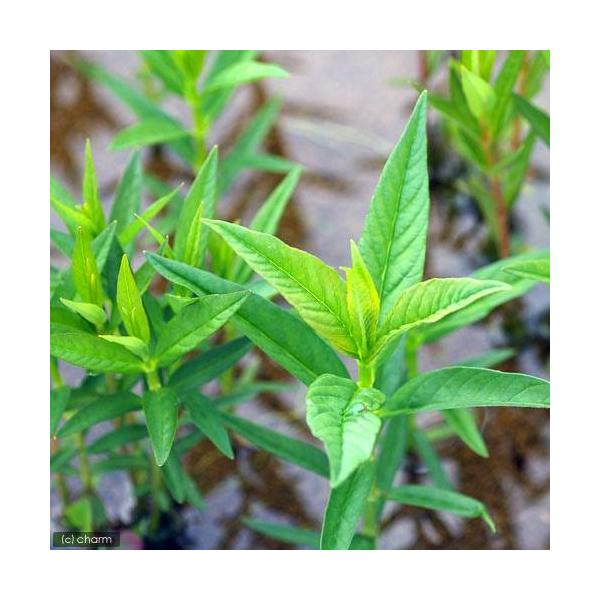 （ビオトープ）水生植物　ヤナギトラノオ（１ポット）　湿性植物