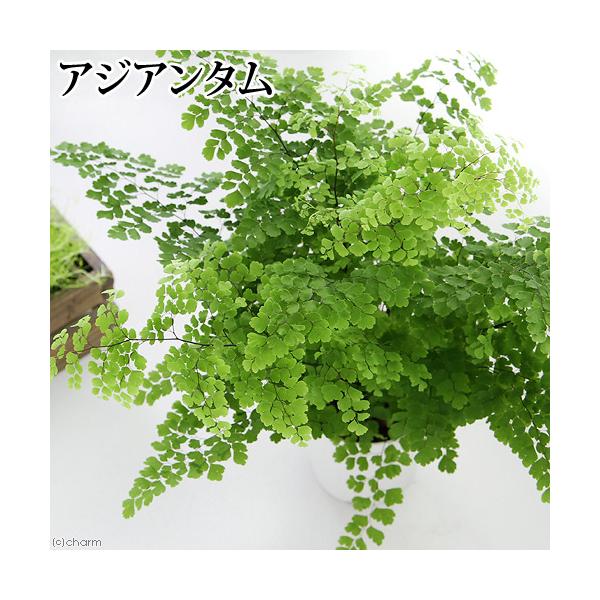 （観葉植物）アジアンタム　４号（１鉢）