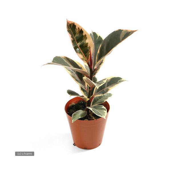 チャーム（charm） （観葉植物）フィカス エラスティカ ルビー 4号