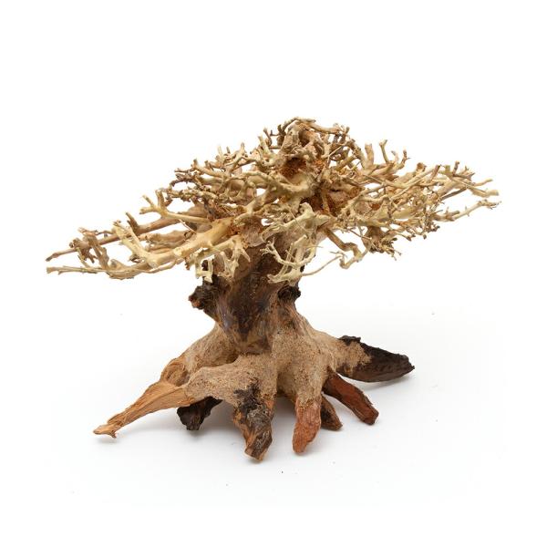 カミハタ　水景ＢＯＮＳＡＩ　榕樹（ガジュマル）　Ｓサイズ　流木　活着　レイアウト　水草　アクアリウム　水槽
