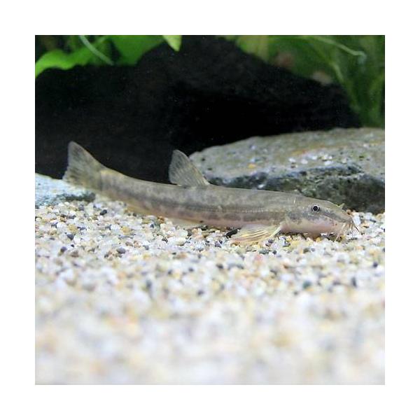 （淡水魚）フクドジョウ（３匹）