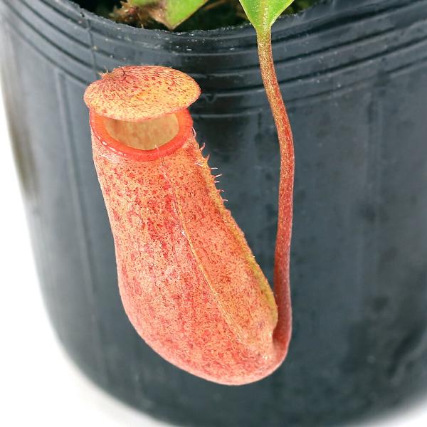 チャーム（charm） （食虫植物）ウツボカズラ ネペンテス ビンキー 2