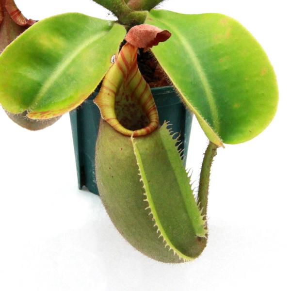 チャーム（charm） （食虫植物）訳あり 一点物 ウツボカズラ