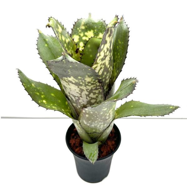 観葉植物）一点物 ビルベルギア 'アラカイ'（1株）タンクブロメリア