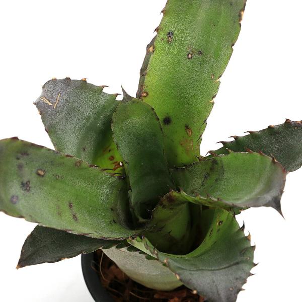 観葉植物）一点物 ホヘンベルギア サンドラズ マウンテン 3号（1株