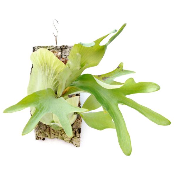 観葉植物）一点物 ビカクシダ フルムーン バージンコルク付け（1個