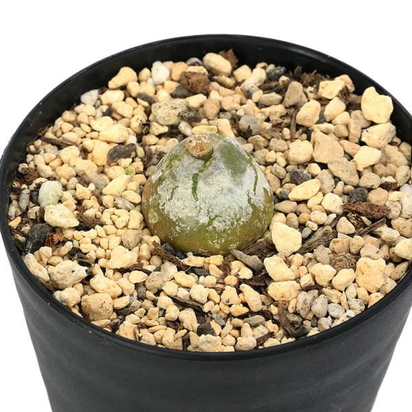 多肉植物）コノフィツム ブルゲリ 3号（1鉢） : charm 第2ヤフー店