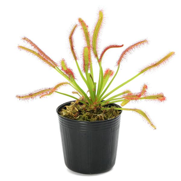 食虫植物）モウセンゴケ ドロセラ カペンシス 2号（1ポット