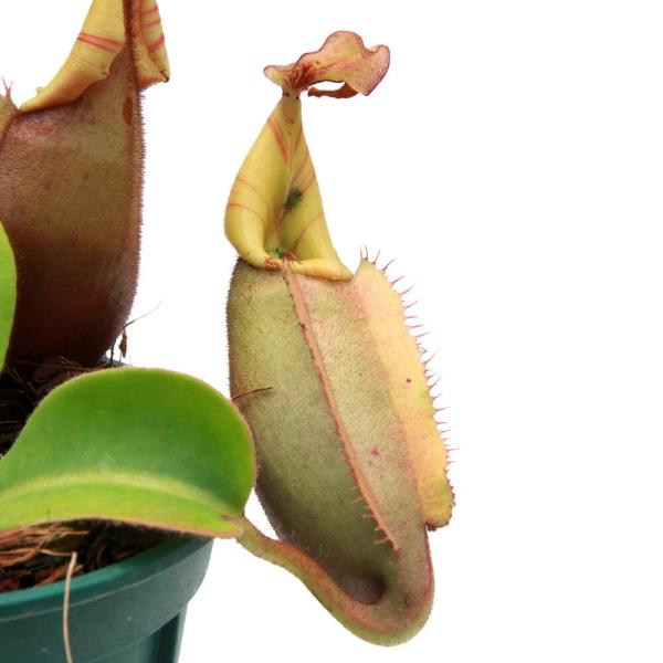 2*5様 ウツボカズラ　ネペンテス　N.ビーチバリオ　食虫植物 食虫植物）訳あり 一点物 ウツボカズラ ネペンテス ビーチ・バレオBE
