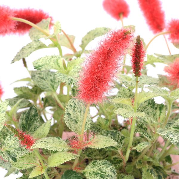 観葉植物）キャットテール 斑入り 3号（1ポット） : charm 第2ヤフー