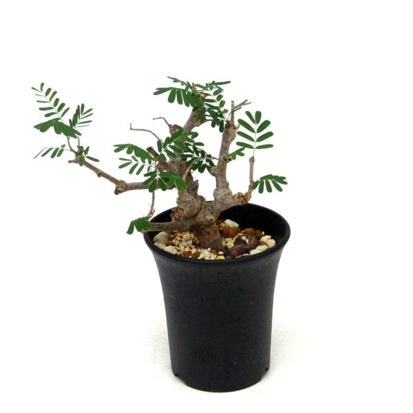 多肉植物）一点物 センナ メリディオナリス 実生株 3．5号（1鉢