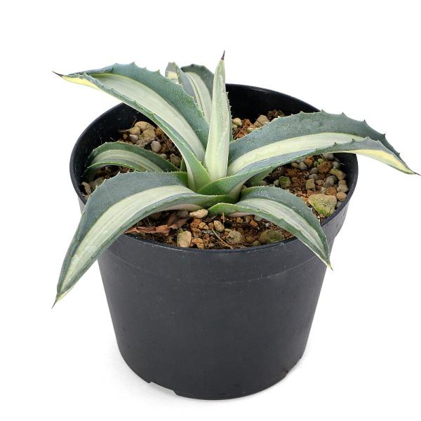 （多肉植物）アガベ　アメリカーナ　メディオピクタ　３．５号（１鉢）