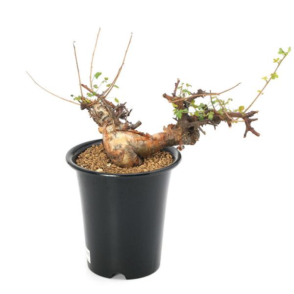 ®️さん専用コミフォラ 剪定枝 長め 多肉植物）一点物 コミフォラ バルエンシス 6号 枝カットあり（1株