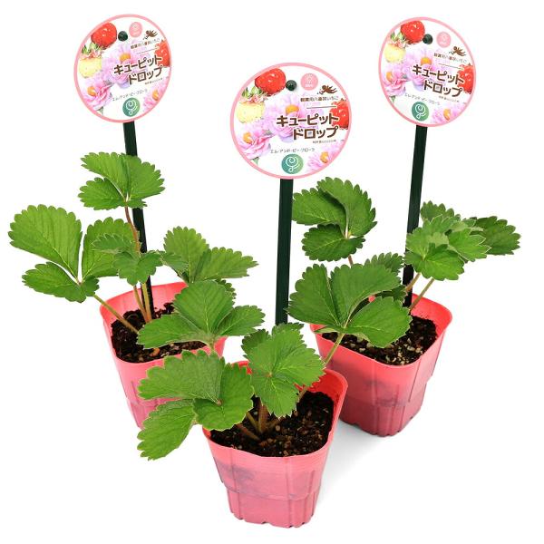 いちごページ 観葉植物）野菜苗 イチゴ 八重いちご キューピットドロップ 3号（1
