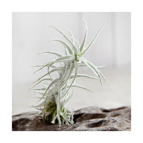 観葉植物）エアープランツ チランジア ステリフェラ（1株） : charm