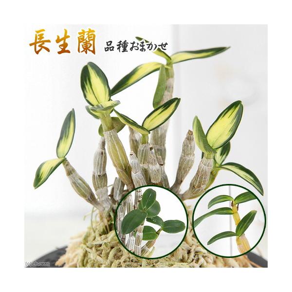 （山野草）チョウセイラン（長生蘭） 品種おまかせ ３号（５鉢セット） 品種名のラベル付き