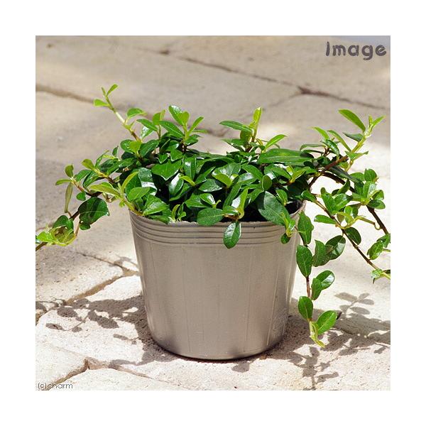 （観葉植物）小さい　インテリア　フィカス　シャングリラ（つる性ガジュマル）２．５〜３号（１ポット）