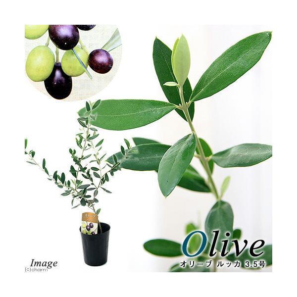 （観葉植物）果樹苗　オリーブの木　ルッカ　３．５号（１鉢）　家庭菜園