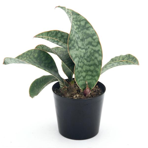 （観葉植物）サンスベリア　マッソニアーナ　３〜３．５号（１鉢）