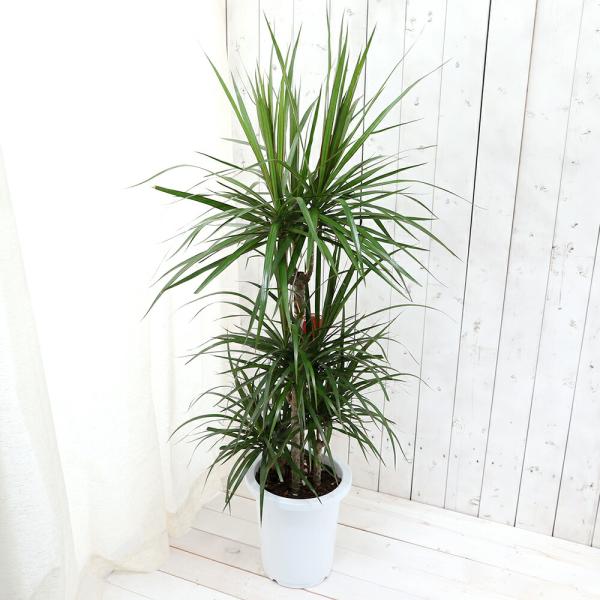 チャーム（charm） （観葉植物）大型 インテリア ドラセナ マジナータ