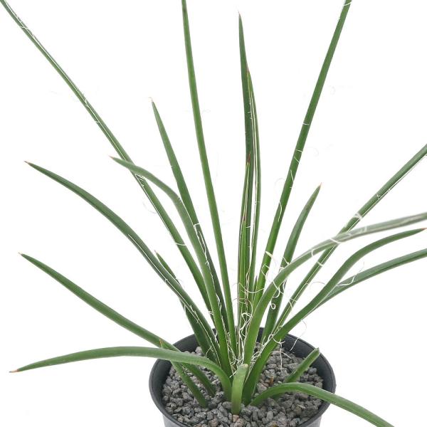 （多肉植物）アガベ　ジェミニフローラ　２〜３号（１鉢）