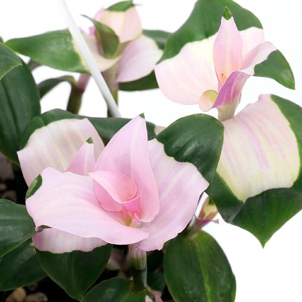 （観葉植物）トラディスカンチア 胡蝶の舞 吊り鉢タイプ ５号（１鉢）