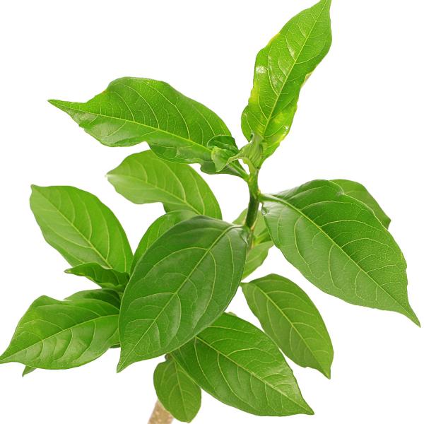 観葉植物）バオバブの木 アダンソニア ディギタータ コーデックス 2