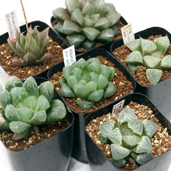 （多肉植物）ハオルチア　品種おまかせ　３号（１鉢）