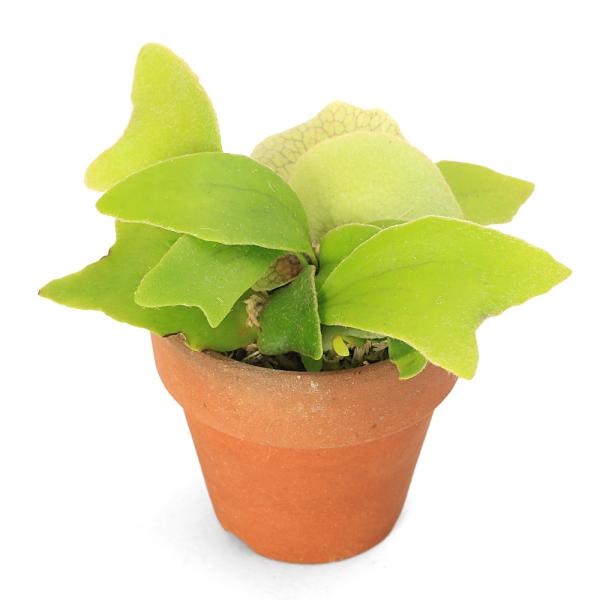 （観葉植物）コウモリラン　ビカクシダ　素焼鉢　２号（１鉢）