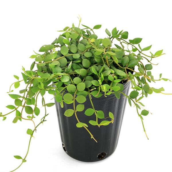 ディスキディア　ヌンムラリア　抜き苗② 観葉植物）ディスキディア ヌンムラリアsp． 2．5号（1鉢
