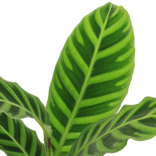 （観葉植物）カラテア　ゼブリナ　４号（１鉢）