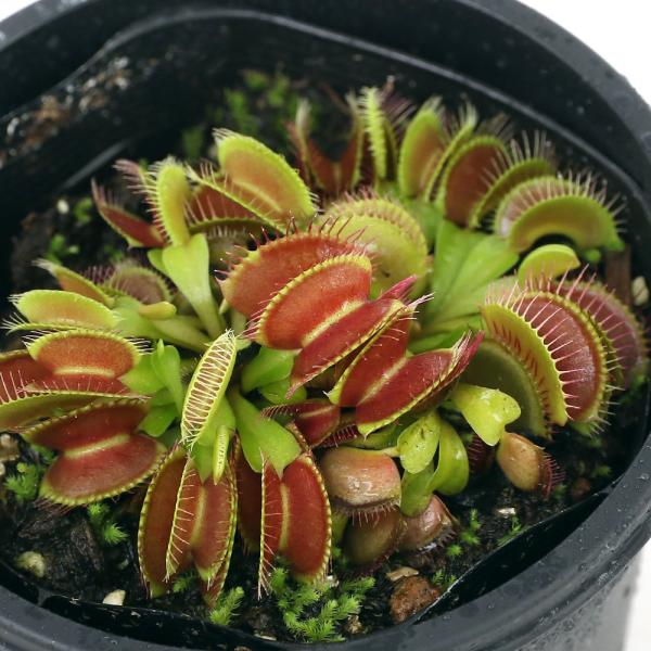 チャーム（charm） （食虫植物）ハエトリソウ 姫 2．5〜3号（1