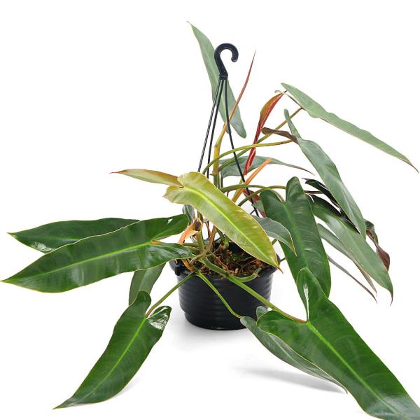 観葉植物）フィロデンドロン アタバポエンセ 6号（1鉢）吊り鉢