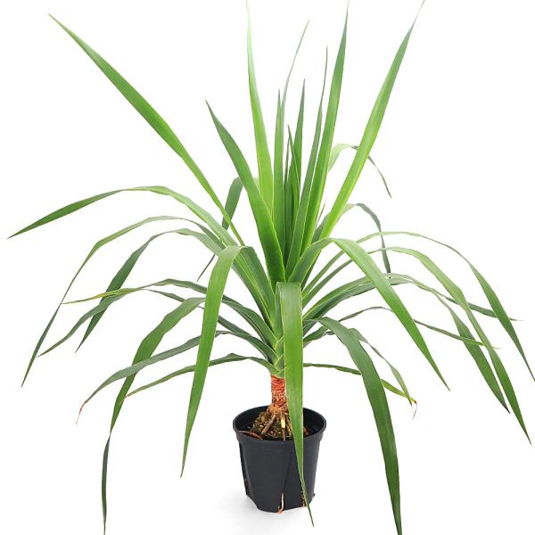 観葉植物）ドラセナ ドラコ（竜血樹）5号（1鉢） : charm 第2ヤフー
