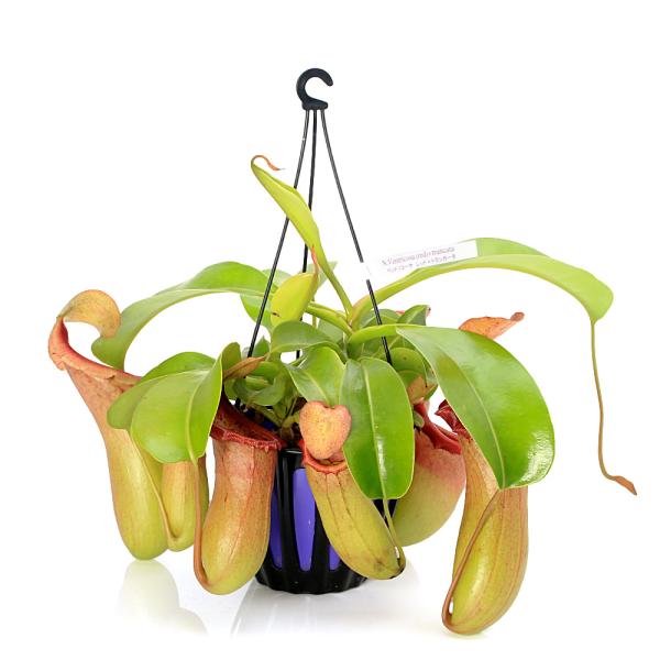 食虫植物）ウツボカズラ ネペンテス ベントリコーサ（レッド