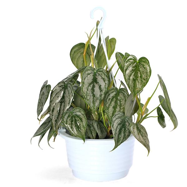 観葉植物）フィロデンドロン ブランティアナム 5号 吊り鉢（1鉢
