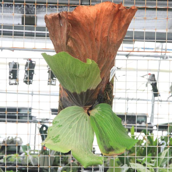 観葉植物）一点物 コウモリラン ビカクシダ エレファントティス 板付き