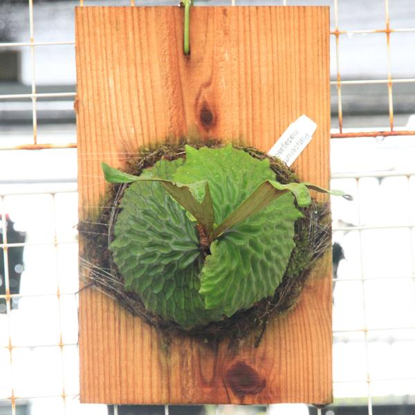観葉植物）一点物 ビカクシダ マダガスカリエンセ 板付け（1株