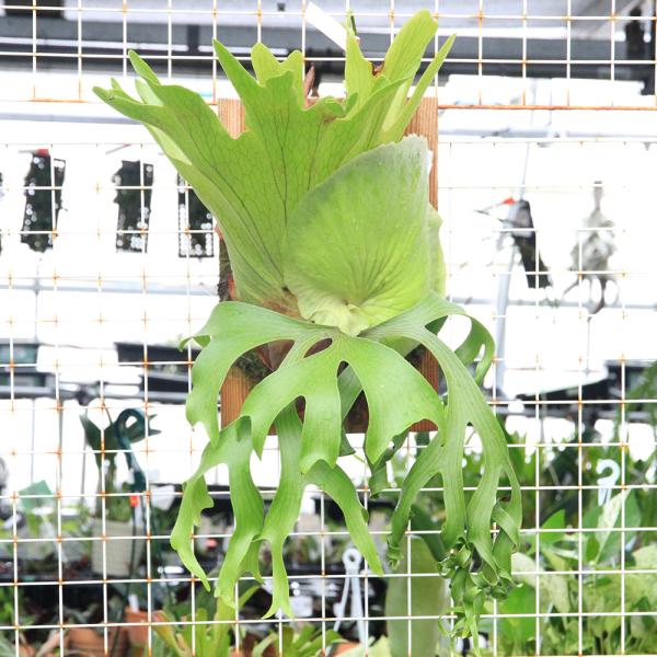観葉植物）一点物 ビカクシダ コロナリウム cv．フィリピネス 板付け