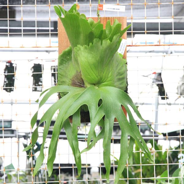 観葉植物）一点物 ビカクシダ コロナリウム cv．フィリピネス 板付け