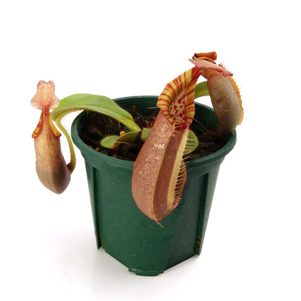 食虫植物）一点物 ウツボカズラ ネペンテス ベイチー バトゥ・ブリ