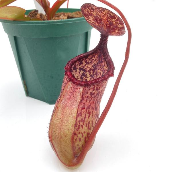 食虫植物）一点物 ウツボカズラ ネペンテス （ベントリコーサ×シブヤ