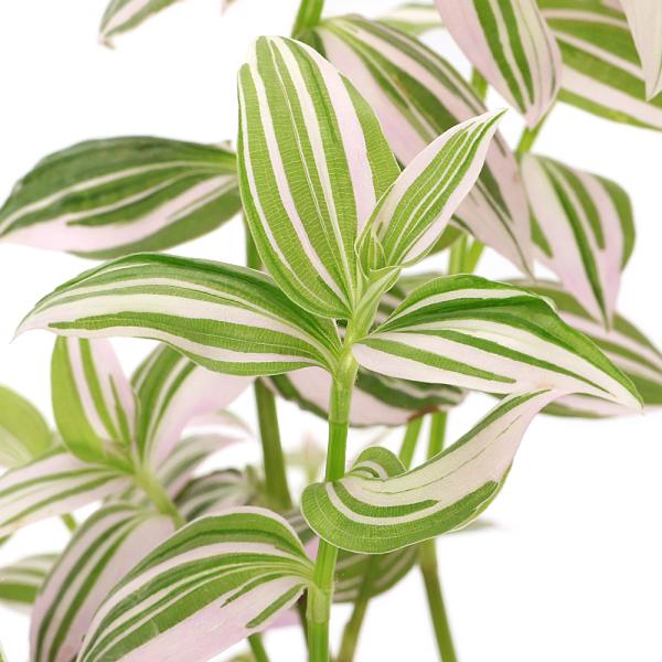 （観葉植物）トラディスカンチア　ラベンダー　４号（１ポット）