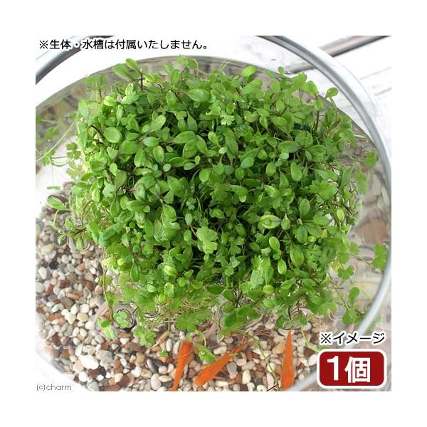 （水草）水生植物　★育成済★　メダカが喜ぶ浮き島仕立て！〜緑系ミックス〜　浮き島　産卵　隠れ家（水上葉）（１個）