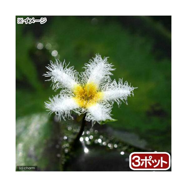 （ビオトープ）水生植物　ガガブタ（３ポット）　浮葉植物