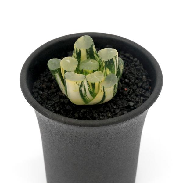 観葉植物）一点物 ハオルチア オーロラ錦 2．5号（1鉢） : charm 第