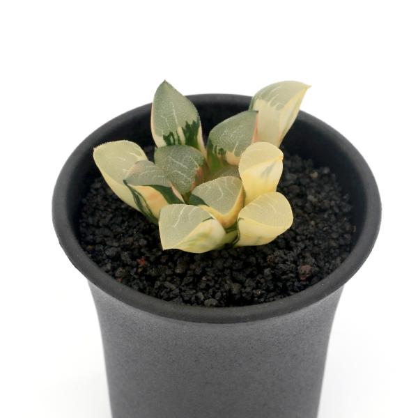 観葉植物）一点物 ハオルチア コレクタ錦 実生 2．5号（1鉢