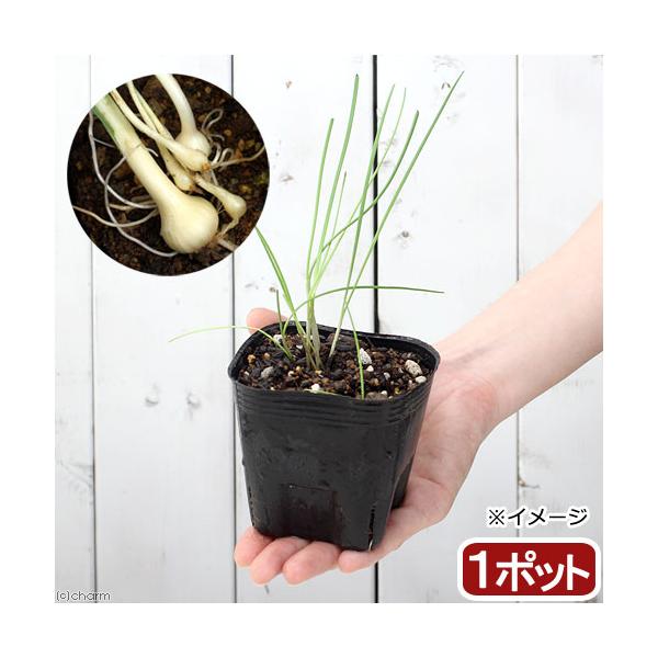 ノビル　苗　150本。　球根太め。 山野草）ノビル（野蒜） 球根入り 3号（10ポット） 家庭菜園